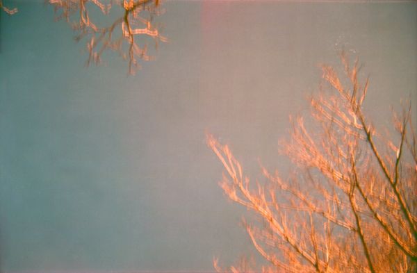 Click the image for a view of: Birdhaven trees 30 July 2011. Pigment print. Edition 5. 500X760mm